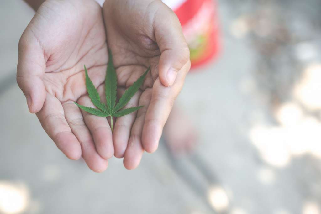 Ninos Hojas Marihuana