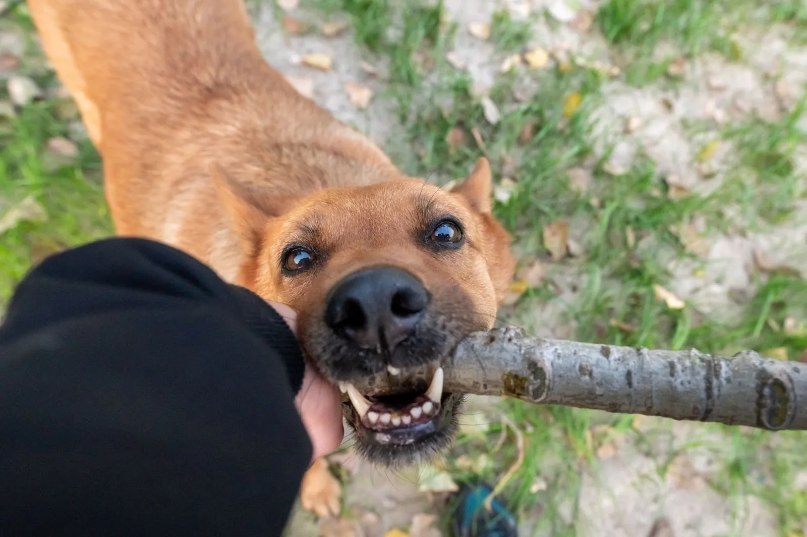 A dog holding a stick.