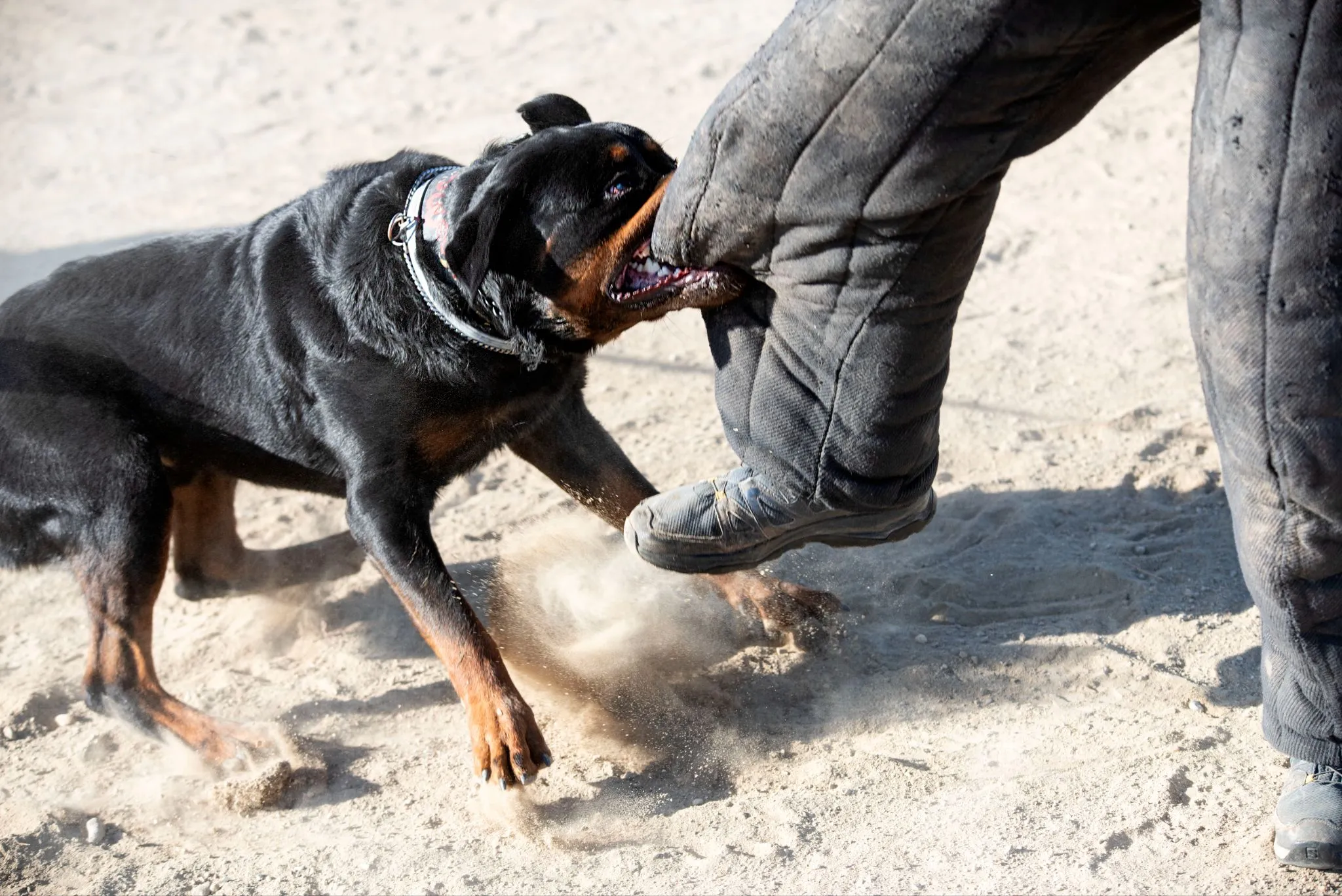 A dog biting a protective bite suit.